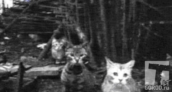 Фото В.Правдивцева: кошки у места подземного залегания артефакта